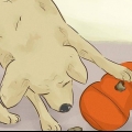 Rendere felice il tuo cane