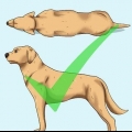 Aiuta il tuo cane a perdere peso