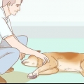 Aiutare il tuo cane con un ictus