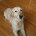 Insegnare al tuo cane a rotolare