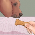 Insegna al tuo cane a zampare