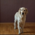 Insegna al tuo cane a sedersi