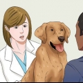 Mettere a dieta il tuo cane