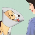 Mantieni il tuo cane calmo dopo la sterilizzazione