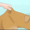 Lascia che il tuo cane beva acqua