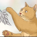 Lascia che il tuo gatto dorma con te