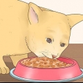 Rendere felice il tuo gatto