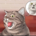 Fare in modo che il tuo gatto smetta di soffiare