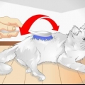 Coccola il tuo gatto
