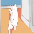 Incoraggiare il tuo nuovo gatto a smettere di nascondersi
