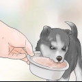 Addestramento e cura del tuo nuovo cucciolo di siberian husky