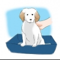Il vasino addestra il tuo cucciolo
