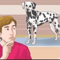 Travestirsi da cane (per cosplay)