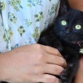 Lavare i gattini