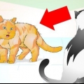 Gestire correttamente un gatto aggressivo
