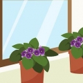 Prendersi cura delle violette del capo