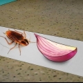 Catturare gli scarafaggi