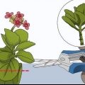 Kalanchoe in crescita