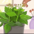 Kalanchoe da potatura