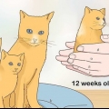 Separare i gattini dalla mamma gatta per l'adozione