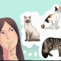 Gatti da riproduzione