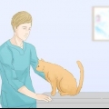 Fare in modo che i gatti smettano di fare pipì sul tappeto