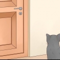 Tieni i gatti fuori da una stanza