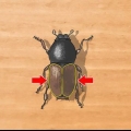 Identificazione dei coleotteri
