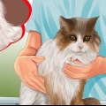 Identificazione dei grumi sul tuo gatto