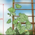 Potatura delle piante di cetriolo