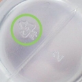 Colla plastica