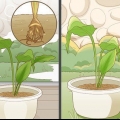 Curcuma in crescita
