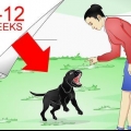 Addestramento labrador retriever