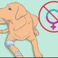 Allevamento di labrador