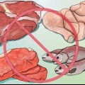 Diventa un lacto-ovo vegetariano