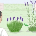 Coltivazione di lavanda in vaso