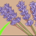 Potatura e raccolta della lavanda