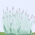 Lavanda da potatura