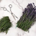 Fare l'olio di lavanda
