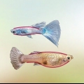 Identificazione dei guppy maschi e femmine