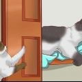 Lasciare che più gatti convivano