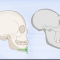 Identificazione delle ossa umane