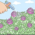 Tieni le formiche lontane dalle peonie