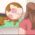 Trattare i cani madre con capezzoli doloranti o infetti