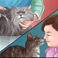 Rimuovere la colla della trappola per topi dalla zampa di un gatto