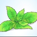 Menta in crescita in una pentola