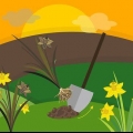 Conservazione dei bulbi di narciso