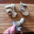 Preparare i funghi ostrica