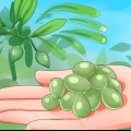 Olive in scatola