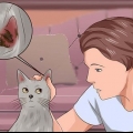 Eliminare gli acari dell'orecchio nei gatti